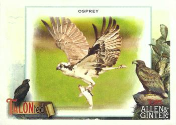 2023 Topps Allen & Ginter - Talonted #TT-1 Osprey Front