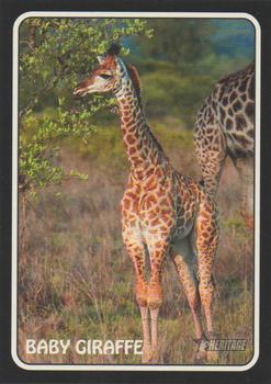2024 Topps Heritage - 1975 Topps Zoo's Who Stick-Ons #75Z-11 Baby Giraffe Front
