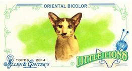 2014 Topps Allen & Ginter - Mini Little Lions #LL-07 Oriental Bicolor Front