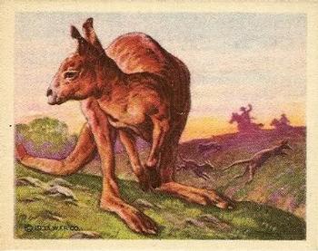1933 Planters Big Game Hunted Animals (R71) #11 Kangaroo Front