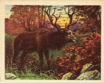 1933 Planters Big Game Hunted Animals (R71) #19 Elk Front