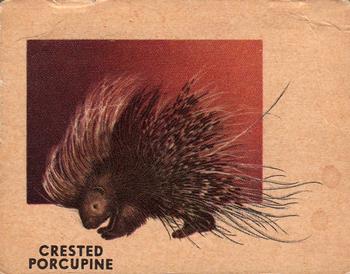 1951 Topps Animals of the World (R714-1) #112 Crested Porcupine Front