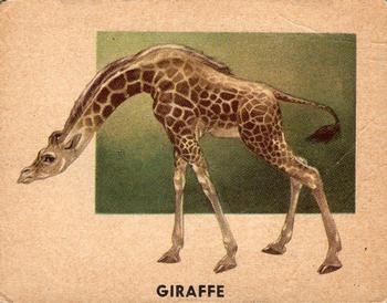 1951 Topps Animals of the World (R714-1) #135 Giraffe Front