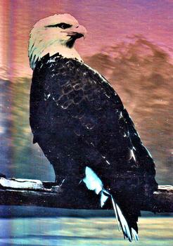 1993 Cardz The World Famous San Diego Zoo Animals of the Wild - Holograms #H-2 Bald Eagle Front