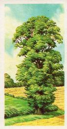 1966 Brooke Bond Trees In Britain #31 English Elm Front