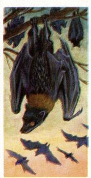 1962 Brooke Bond Asian Wild Life #9 Malay Fruit Bat Front