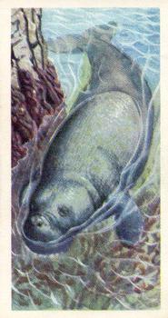 1962 Brooke Bond Asian Wild Life #48 Dugong Front