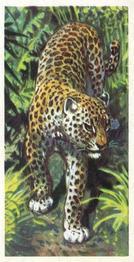 1973 Brooke Bond African Wild Life #12 Leopard Front