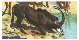 1973 Brooke Bond African Wild Life #37 Sable Antelope Front