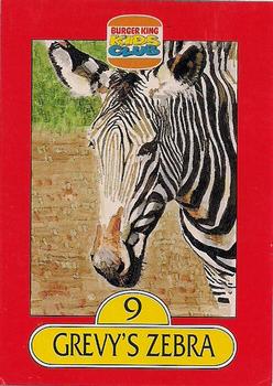 1993 Burger King Kids Club Save the Animals #9 Grevy's Zebra Front
