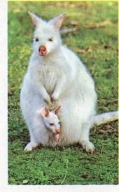 1970 Trucards Animals #7 Albino Wallaby Front