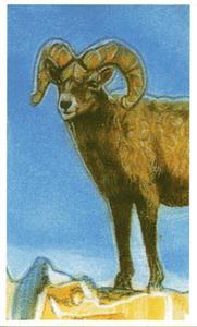 1994 Brooke Bond Going Wild #35 Bighorn Sheep Front