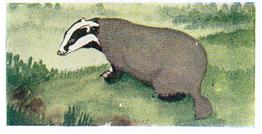 1954 Neilson's Interesting Animals #9 Badger Front