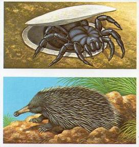 1985 Brooke Bond Incredible Creatures (Sheen Lane address)(Double Cards) #3-4 Trapdoor Spider / Spiny Anteater Front