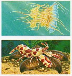 1985 Brooke Bond Incredible Creatures (Sheen Lane address)(Double Cards) #17-18 Lion's Mane Jellyfish / Clown Shrimp Front