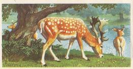 1958 Brooke Bond British Wild Life - Brooke Bond British Wild Life 3rd Printing #5 The Fallow Deer Front