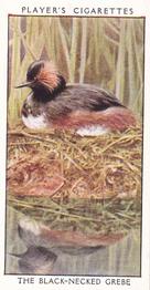1932 Player's Wild Birds (Small) #13 The Black-Throated Grebe Front