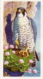 1957 Brooke Bond Bird Portraits  - Without Address #35 Peregrine Falcon Front