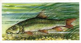 1960 Brooke Bond Freshwater Fish #1 Barbel Front
