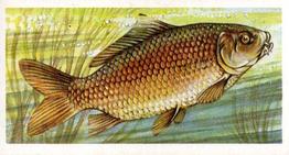 1960 Brooke Bond Freshwater Fish #3 Common Carp Front