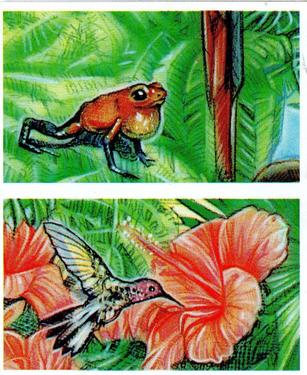 1994 Brooke Bond Going Wild (Double Cards) #33-34 Crimson Topaz Humming Bird / Poison Arrow Frog Front