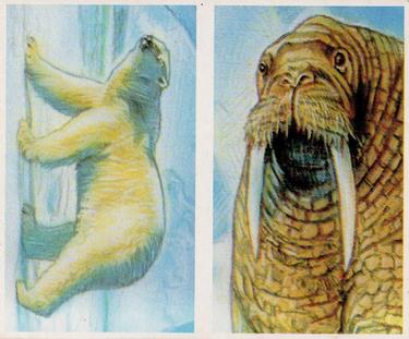 1994 Brooke Bond Going Wild (Double Cards) #39-40 Polar Bear / Walrus Front