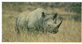 1992 Brooke Bond Natural Neighbours #14 Black Rhino Front