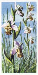 1959 Brooke Bond Wild Flowers Series 2 - Brooke Bond Wild Flowers Series 2 (With Issued By) #18 Bee Orchid Front