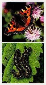 1988 Grandee Britain's Wayside Wildlife #11 Small Tortoiseshell Butterfly Front