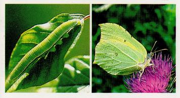 1988 Grandee Britain's Wayside Wildlife #15 Brimstone Butterfly Front