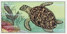 1965 Empson & Son Wonders of the Deep #17 Hawksbill Turtle Front