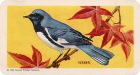 1959 Brooke Bond (Red Rose Tea) Songbirds of North America #47 Black-throated Blue Warbler Front