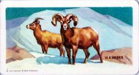 1960 Brooke Bond (Red Rose Tea) Animals of North America #33 Bighorn Sheep Front