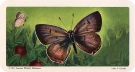 1965 Brooke Bond (Red Rose Tea) Butterflies of North America #30 Bog Copper Front