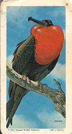 1971 Brooke Bond (Red Rose Tea) Exploring the Ocean #41 Frigate-Bird Front