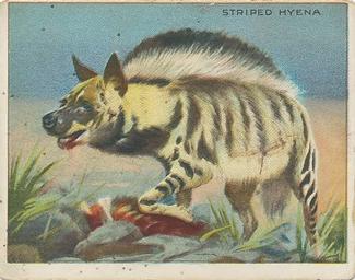 1909-10 Hassan Animal Series (T29) #NNO Striped Hyena Front