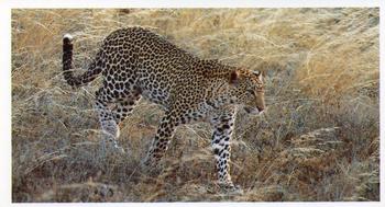 1990 Grandee African Wildlife #3 Leopard Front