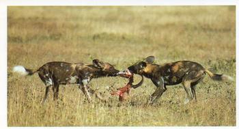 1990 Grandee African Wildlife #5 Hunting Dog Front