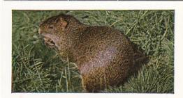 1958 Hornimans Tea Wild Animals #21 Agouti Front