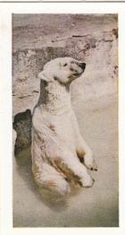 1958 Hornimans Tea Wild Animals #24 Polar Bear Front