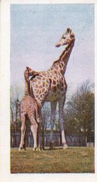 1958 Hornimans Tea Wild Animals #42 Giraffe Front