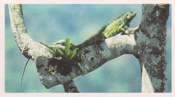 1991 Grandee Disappearing Rainforest #16 Common Iguana Front