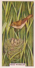 1961 Sunlight Soap British Birds and Their Nests #10 Reed Warbler Front