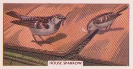 1961 Sunlight Soap British Birds and Their Nests #18 House Sparrow Front