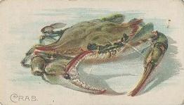 1910 American Tobacco Co. Fish Series (T58) #NNO Crab Front