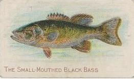 1910 American Tobacco Co. Fish Series (T58) #NNO Small Mouthed Black Bass Front