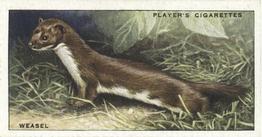 1939 Player's Animals of the Countryside #16 Weasel Front