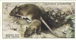 1939 Player's Animals of the Countryside #31 Brown Rat Front