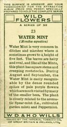 1936 Wills's Wild Flowers #23 Water Mint Back