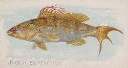 1889 Allen & Ginter 50 Fish from American Waters (N8) #NNO Rock Blackfish Front